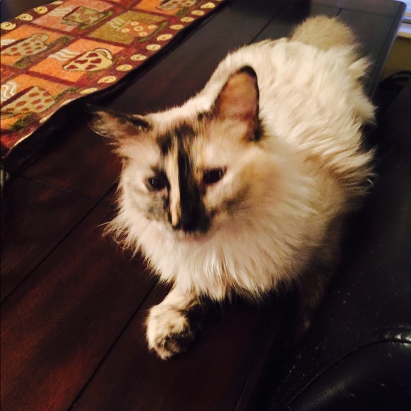 Meet your Posher, Genevia - Picture 1 of 1